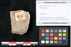 Foto (Objekt + Etikett) von Plantae indet.  (NHMW-GEO-2024-0188-11567)